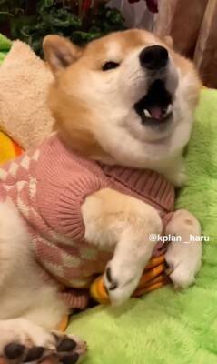 『犬も足の裏くすぐったいのか？』検証してみた結果…想定とは違う『まさかの反応』が14万再生「文句言ってるｗ」「おしゃべり上手で可愛い」