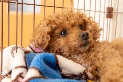 犬が『警戒吠え』をしてしまう理由3選　考えられる心理や対処法も解説