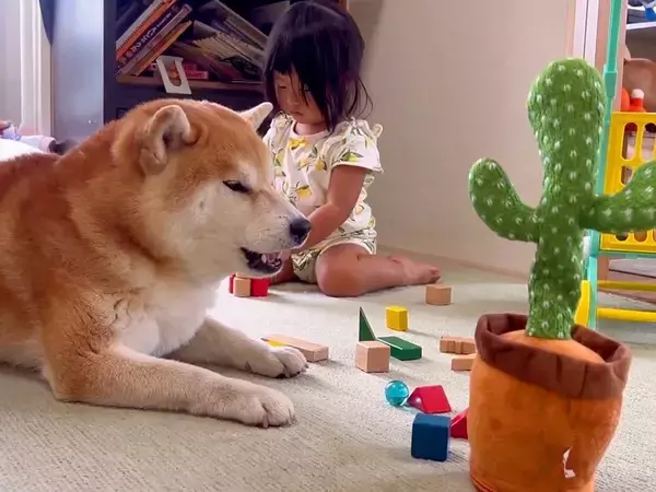 『声真似をするサボテン』と会話する犬→思わず吹き出す『まさかの使いこなし方』に15万いいね集まる「笑いすぎて涙出た」「遊び方分かってる」