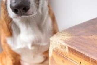 愛犬が『家具をかじってしまう』5つのワケ　噛み癖が酷くなる原因や対処法までご紹介