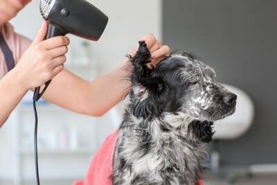 その皮膚ケア、実は逆効果かも？愛犬の肌を守るために見直したいNG習慣5つ【獣医師が解説】