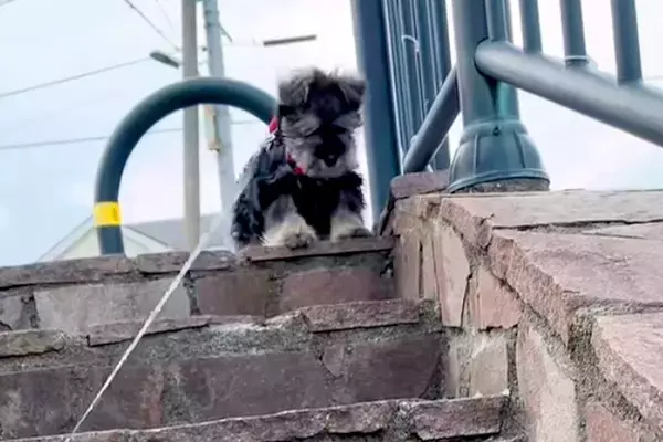 散歩の途中にある『階段』が怖くて、降りることができない子犬→1ヶ月後…別犬のような『成長っぷり』に反響「一生懸命で可愛い」「笑顔になる」