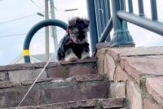 散歩の途中にある『階段』が怖くて、降りることができない子犬→1ヶ月後…別犬のような『成長っぷり』に反響「一生懸命で可愛い」「笑顔になる」