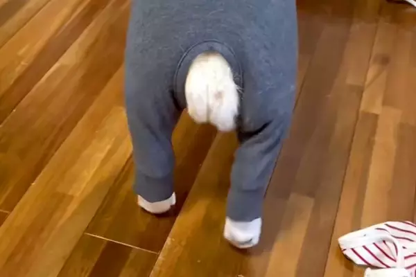母が犬のために『ピチピチの服』を買った結果→『似合うかな』と思って着せてみると…予想外な光景が21万再生「おじいちゃん？」「たまらんｗ」
