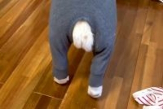 母が犬のために『ピチピチの服』を買った結果→『似合うかな』と思って着せてみると…予想外な光景が21万再生「おじいちゃん？」「たまらんｗ」