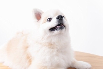 犬がご飯に対して『興奮』しているときのタブー行為５選　飼い主がやってはいけない絶対NG行動とは？