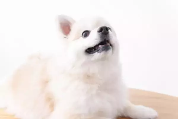 犬がご飯に対して『興奮』しているときのタブー行為５選　飼い主がやってはいけない絶対NG行動とは？