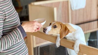 犬がご飯に対して『興奮』しているときのタブー行為５選　飼い主がやってはいけない絶対NG行動とは？