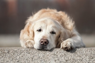 犬が『疲れている』ときにみせる行動5選　すぐに気づいてあげるために飼い主が意識すべきことまで