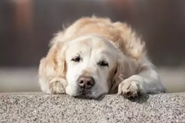犬が『疲れている』ときにみせる行動5選　すぐに気づいてあげるために飼い主が意識すべきことまで