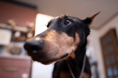 犬が飼い主に『体をぶつけてくる』理由4つ　愛犬がタックルしてくる心理や適切な対応まで