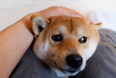 犬が飼い主に『体をぶつけてくる』理由4つ　愛犬がタックルしてくる心理や適切な対応まで