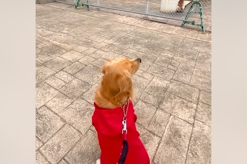 船で帰省する息子を『大型犬と一緒に迎えに行った』結果→船着き場で一生懸命に探して…尊すぎる『再会の瞬間』が144万再生「愛が溢れてる」