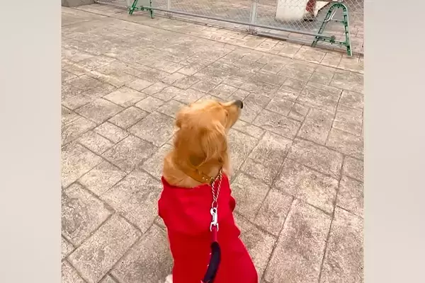 船で帰省する息子を『大型犬と一緒に迎えに行った』結果→船着き場で一生懸命に探して…尊すぎる『再会の瞬間』が144万再生「愛が溢れてる」