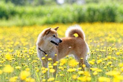 犬に危険な『春の野草』5選　食べてしまったときに起こる症状や誤食を防ぐ方法まで