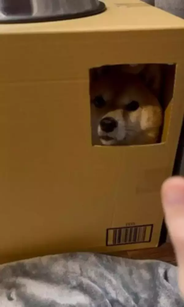 ダンボールの部屋に入った犬が、窓越しに…とんでもなく可愛い『お手』をする姿に悶絶「握手会参加したいｗ」「仕草にキュン」と54万再生