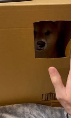 ダンボールの部屋に入った犬が、窓越しに…とんでもなく可愛い『お手』をする姿に悶絶「握手会参加したいｗ」「仕草にキュン」と54万再生