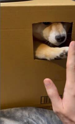 ダンボールの部屋に入った犬が、窓越しに…とんでもなく可愛い『お手』をする姿に悶絶「握手会参加したいｗ」「仕草にキュン」と54万再生