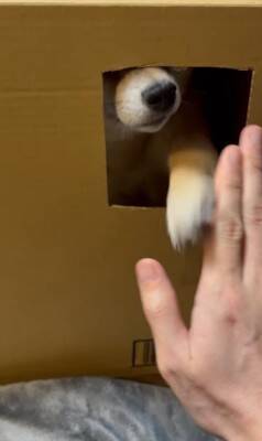 ダンボールの部屋に入った犬が、窓越しに…とんでもなく可愛い『お手』をする姿に悶絶「握手会参加したいｗ」「仕草にキュン」と54万再生
