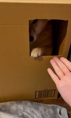 ダンボールの部屋に入った犬が、窓越しに…とんでもなく可愛い『お手』をする姿に悶絶「握手会参加したいｗ」「仕草にキュン」と54万再生