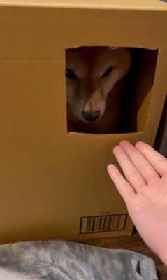 ダンボールの部屋に入った犬が、窓越しに…とんでもなく可愛い『お手』をする姿に悶絶「握手会参加したいｗ」「仕草にキュン」と54万再生