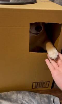 ダンボールの部屋に入った犬が、窓越しに…とんでもなく可愛い『お手』をする姿に悶絶「握手会参加したいｗ」「仕草にキュン」と54万再生