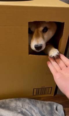 ダンボールの部屋に入った犬が、窓越しに…とんでもなく可愛い『お手』をする姿に悶絶「握手会参加したいｗ」「仕草にキュン」と54万再生