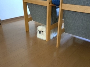 飼い主の出かける準備を見守る犬→邪魔にならないように見守る様子が16万表示「まるで食パンの妖精ｗ」「箱ティッシュかと思った」と爆笑の声