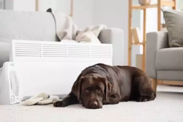 犬の留守番『適切な部屋の温度』とは？暖房機器を使用する際の注意点まで