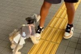 留学中の息子が帰国したのでお迎えへ→一緒に行った犬が『信じられない様子』で…尊い再会の瞬間とお別れが17万再生「ラブラブ爆発」「泣けた」