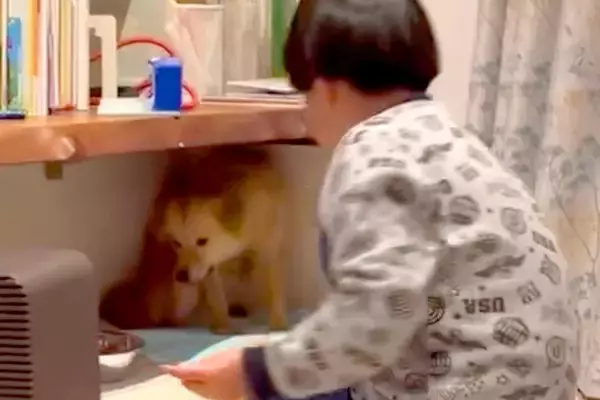 『ねえママ、あの子じゃダメ？』犬の保護施設に足を運んだ男の子が一言…涙が出る『お迎え後の光景』が60万表示「運命の出会い」「心に刺さる」