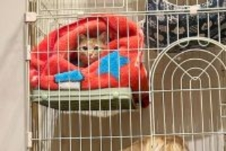 猫のケージに憧れている大型犬→ふと様子を見てみたら…自分の大きさを理解してない『まさかの行動』が22万再生「猫の顔ｗ」「気まずそうで草」