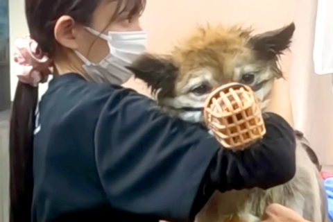 噛みついてくる『13歳の元捨て犬』→トリミングができず、プロに任せた結果…素敵すぎる『大変身』が67万再生「神業」「素晴らしい」と称賛