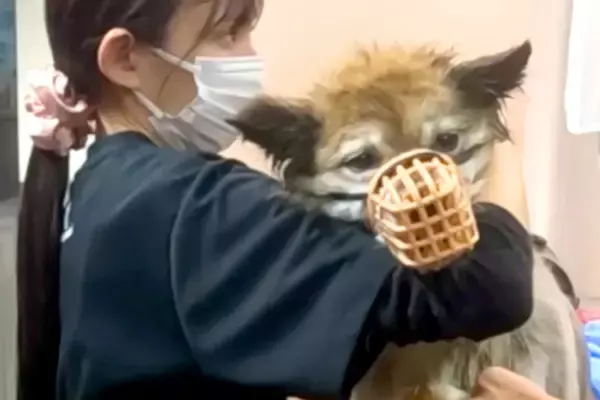 噛みついてくる『13歳の元捨て犬』→トリミングができず、プロに任せた結果…素敵すぎる『大変身』が67万再生「神業」「素晴らしい」と称賛