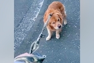 『お散歩をしたくない』と言い張る大型犬→諦めて歩くかと思ったら…想定外な『まさかの行動』に反響「最高に可愛い」「主張してるのわかるｗ」