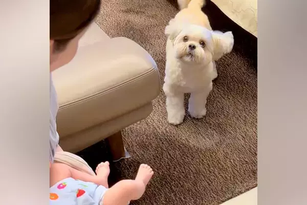 初めて『人間の赤ちゃん』を見て、つい吠えてしまった犬→戸惑いながらも受け入れ…愛に溢れた『30分後の光景』に反響「なんだろう、涙出る…」