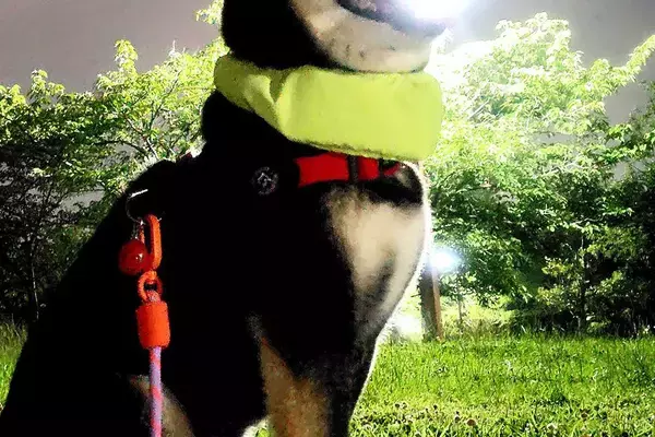 『いけ！しばいぬ！はかいこうせんだ！』夜、ふと犬の写真を撮ったら→まさかの『奇跡の一枚』に4万いいね「神々しい」「次のターン動けないｗ」