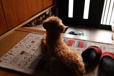 犬は『飼い主の足音』を判別することができるの？帰宅を察知する理由や驚きの能力まで