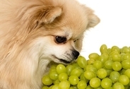犬に絶対与えてはいけない『秋の味覚』3選　誤って食べてしまった場合、命に関わることも…