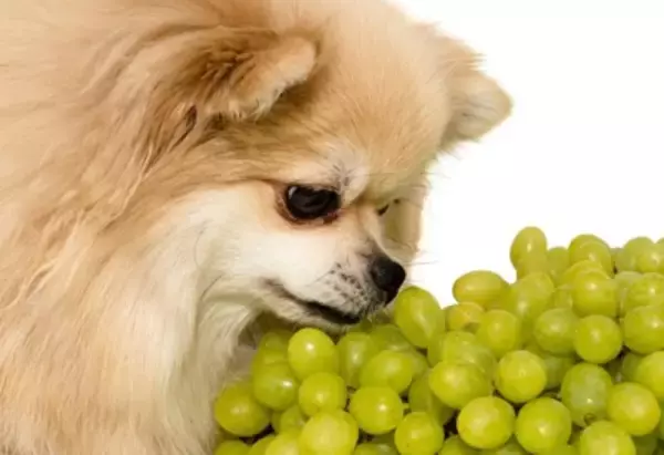 犬に絶対与えてはいけない『秋の味覚』3選　誤って食べてしまった場合、命に関わることも…