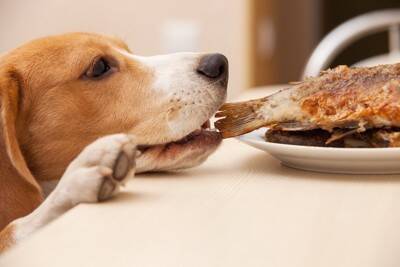 犬に絶対与えてはいけない『秋の味覚』3選　誤って食べてしまった場合、命に関わることも…