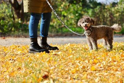 犬に絶対与えてはいけない『秋の味覚』3選　誤って食べてしまった場合、命に関わることも…