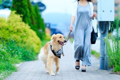 犬の散歩に行ってはいけない『NGタイミング』５選　考えられるリスクや適切な時間帯まで