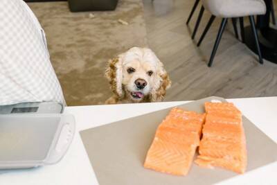 犬に与えてもいい『魚介類』4選　食べさせる前に必ず知っておくべきこととは？