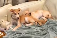 警戒心が強く、触らせてくれない2匹の元野犬→ソファにいたので近づいた結果…『心を開いた瞬間』が素敵すぎると40万再生「幸せそうなお顔…」