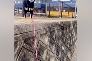 塀に登って歩いていた犬→気付いたら『高い所』まで行ってしまい…困り果てた『表情』に2万いいね「抱っこで降ろしてって顔で草」「可愛すぎｗ」