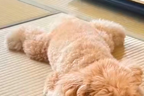 『ぬいぐるみにしか見えない…』犬のやる気スイッチが切れる瞬間を撮影→想像以上に『溶けてしまう光景』が84万再生「充電切れｗ」「和む」