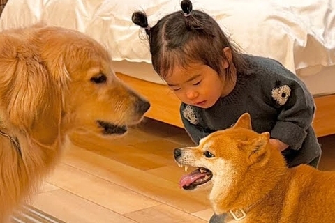 『2匹の犬がケンカをしている』と勘違いした女の子→まさかの『犬語』を使って仲裁する光景が39万再生「なんて素敵な家族」「幸せに溢れてる」