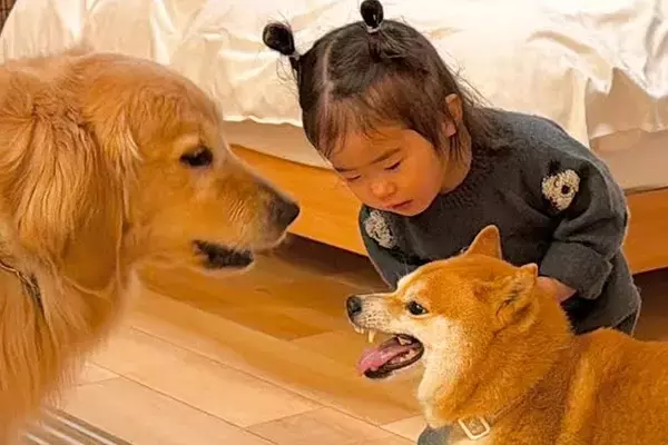 『2匹の犬がケンカをしている』と勘違いした女の子→まさかの『犬語』を使って仲裁する光景が39万再生「なんて素敵な家族」「幸せに溢れてる」