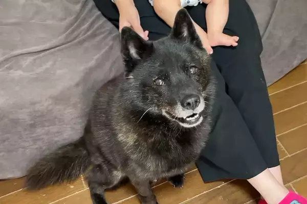 水が苦手な犬に『お風呂入ろう』と声を掛けた結果→笑顔から真顔になって…絶対に入ろうとしない光景に反響「降参ポーズ可愛いｗ」「笑った」